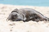 CANE CORSO 624